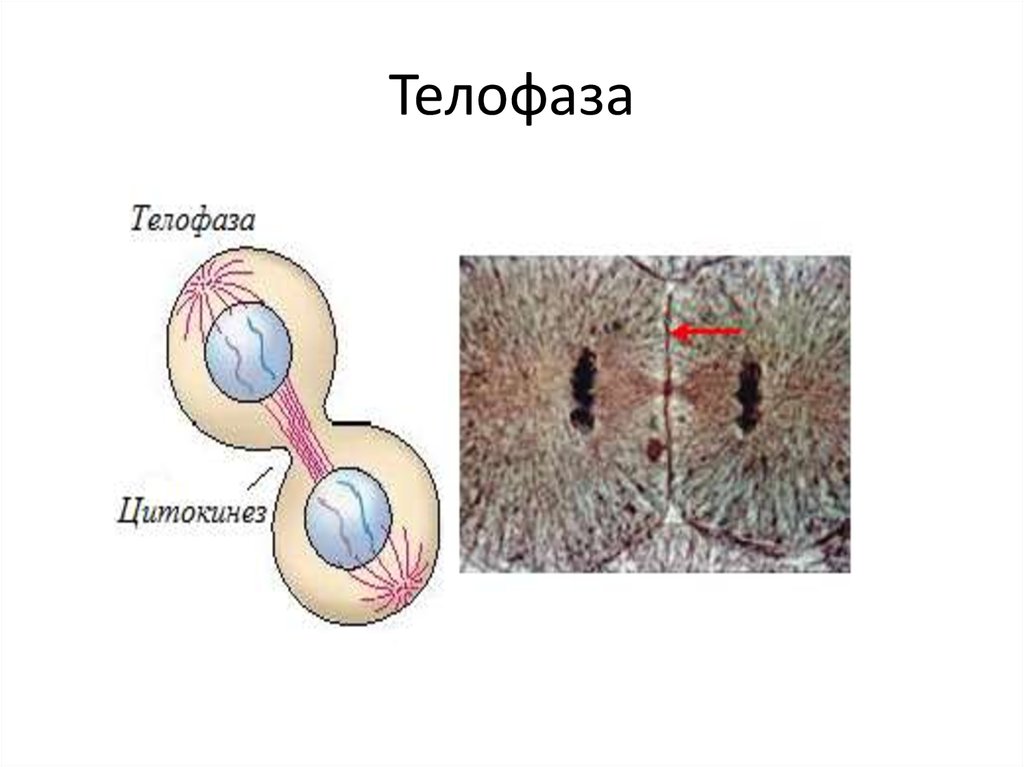 Митоз телофаза. Телофаза под микроскопом. Телофаза и цитокинез 1. Телофаза рисунок. Снимок телофаза.