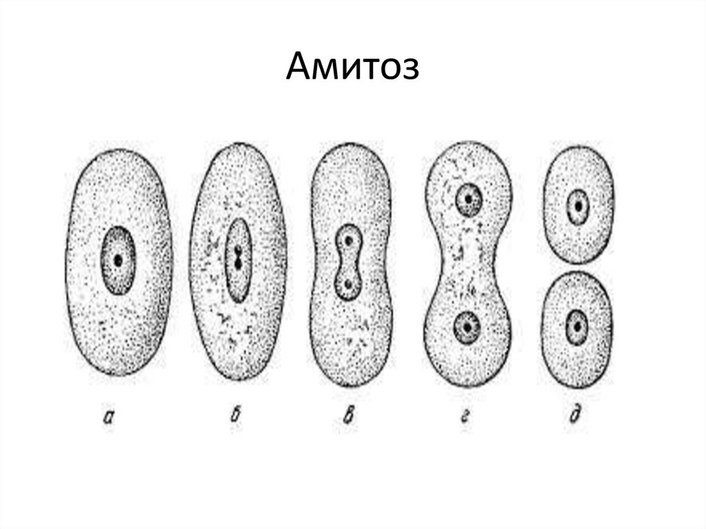 Способна к митозу. Амитоз прямое деление клетки. Деление клетки амитоз. Амитоз схема деления. Амитоз кариокинез.