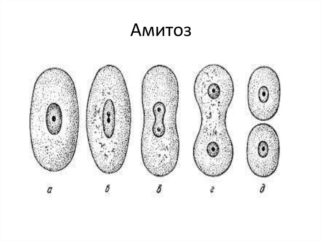 Амитозом делятся. Амитоз в клетках эпителия мочевого пузыря. Амитоз животных клеток эпителия мочевого пузыря мыши. Амитоз в клетках мочевого пузыря мыши. Деление клетки амитоз.