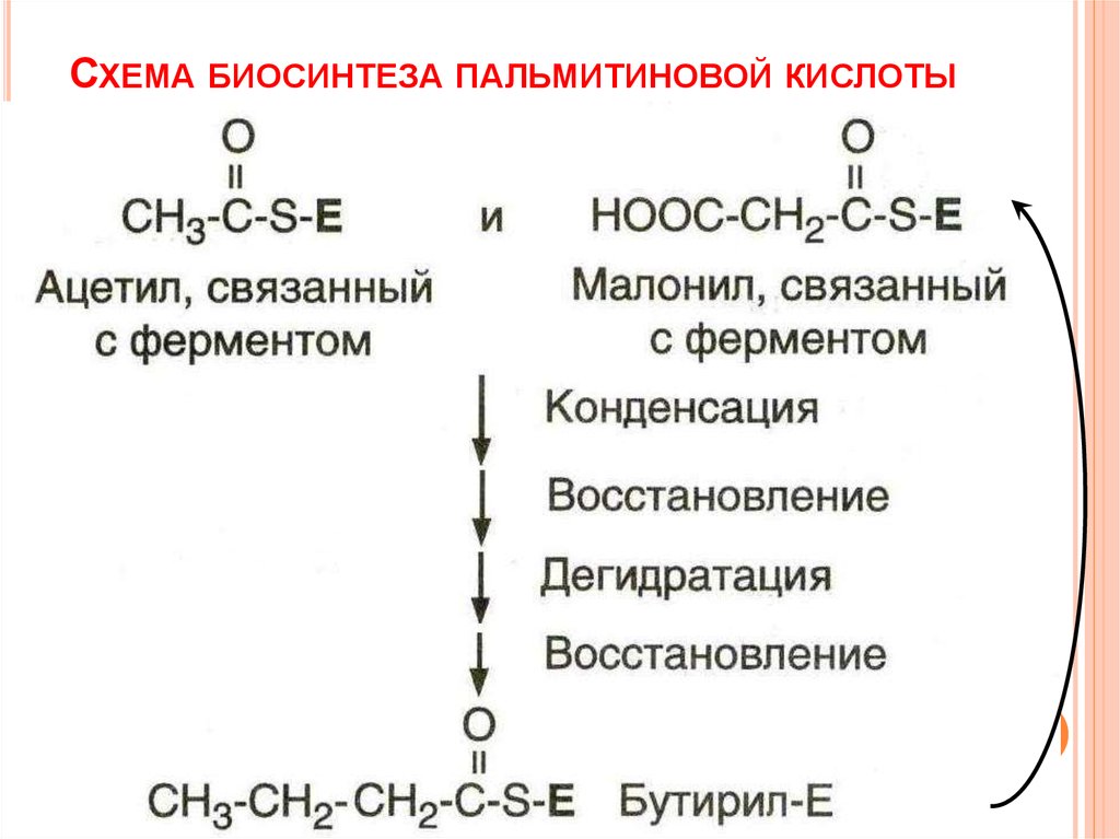 Пальмитиновая кислота. Схема биосинтеза пальмитиновой кислоты. Схема образования пальмитиновой кислоты. Синтез de novo пальмитовой кислоты. Пальмитиновая кислота схема.