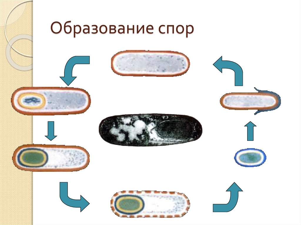 Споры образуются в. Строение спор бактерий. Строение споры бактерий микробиология. Структура споры бактерии. Спора бактерий структура.