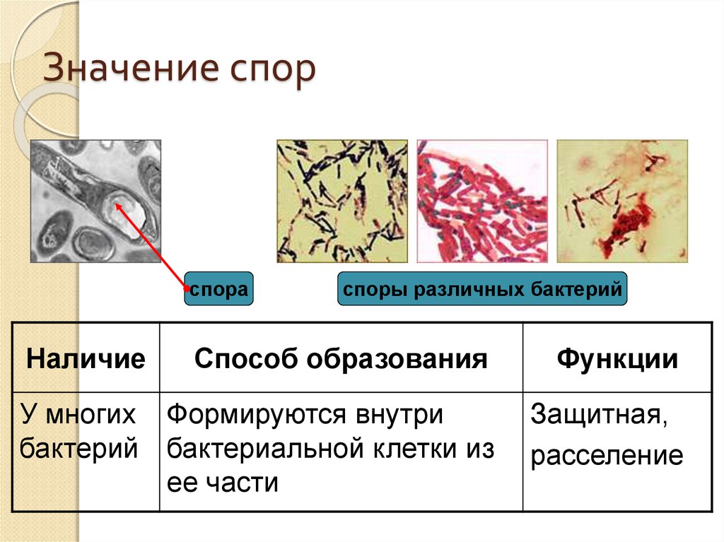 Споры необходимы бактериям для