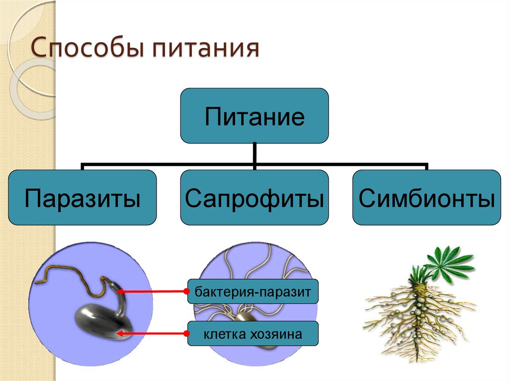 Способы питания. Паразиты сапрофиты и симбионты. Способы питания бактерий симбионты. Бактерии паразиты и сапрофиты. Способы питания бактерии сапрофиты и паразиты.