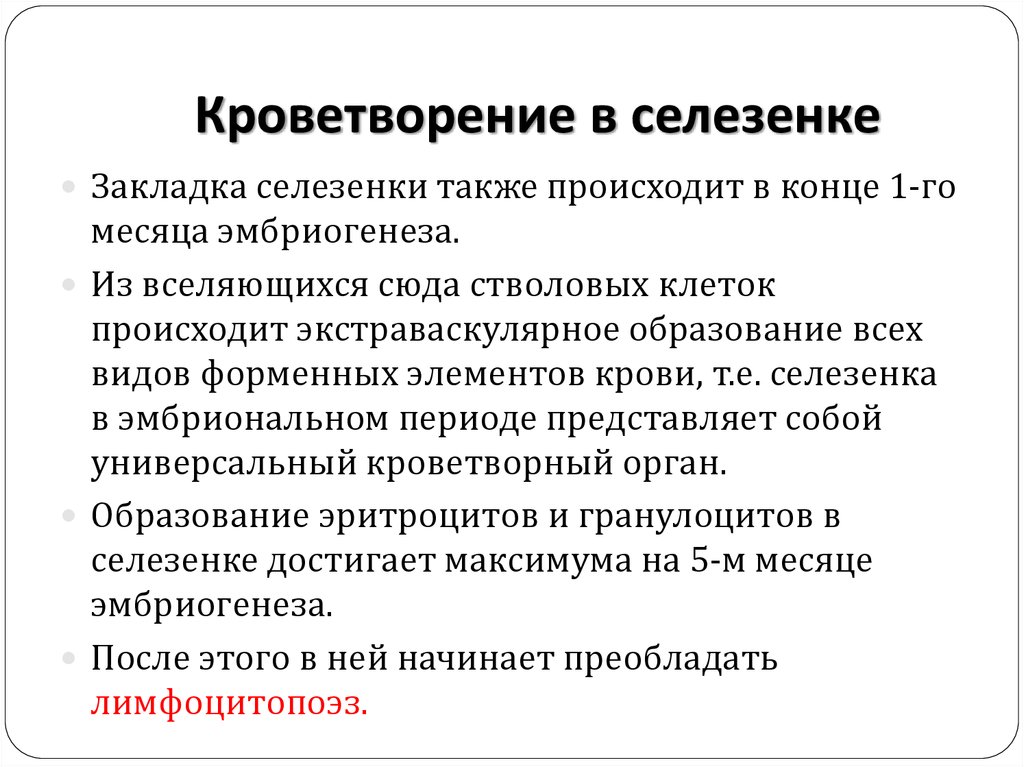 Кроветворную функцию выполняет. Кроветворение в селезенке. Гемопоэз в селезенке. Селезенка орган кроветворения. Эмбриональное кроветворение в селезенке.