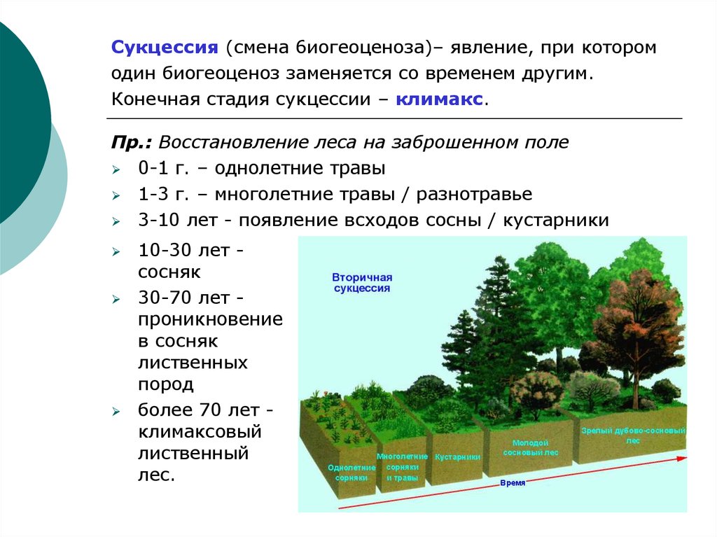 Экологическая сукцессия это. Основные понятия экологии. Главные понятия экологии. Сукцессия экосистем. Основные термины экологии.