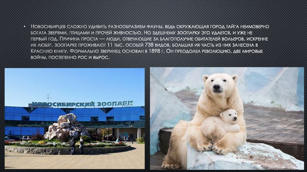 Поражает своим разнообразием. Город Новосибирск презентация. Многообразие животные Аляски кратко.