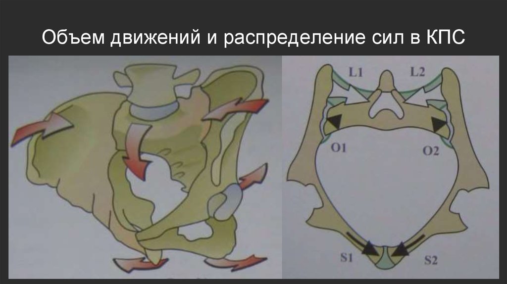 Переломы костей таза - презентация онлайн