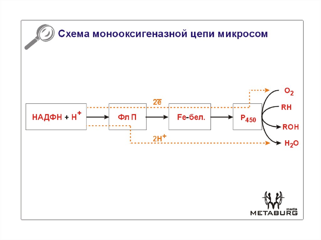 Микросомальное окисление схема