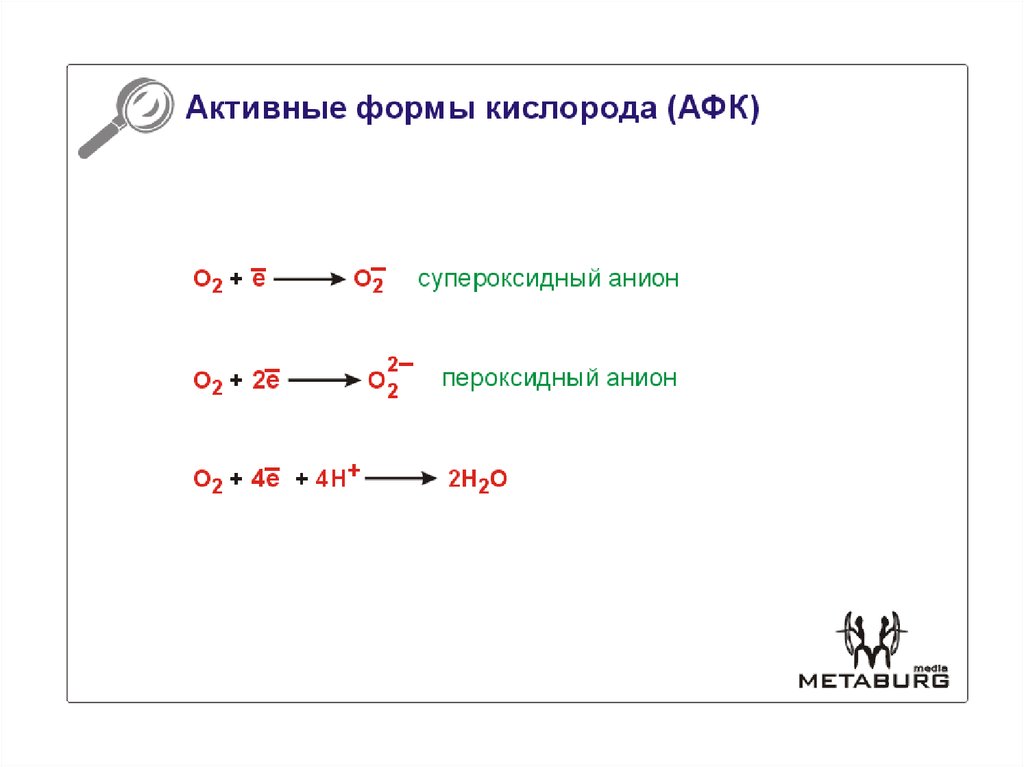 Схема редуктазной цепи окисления в микросомах