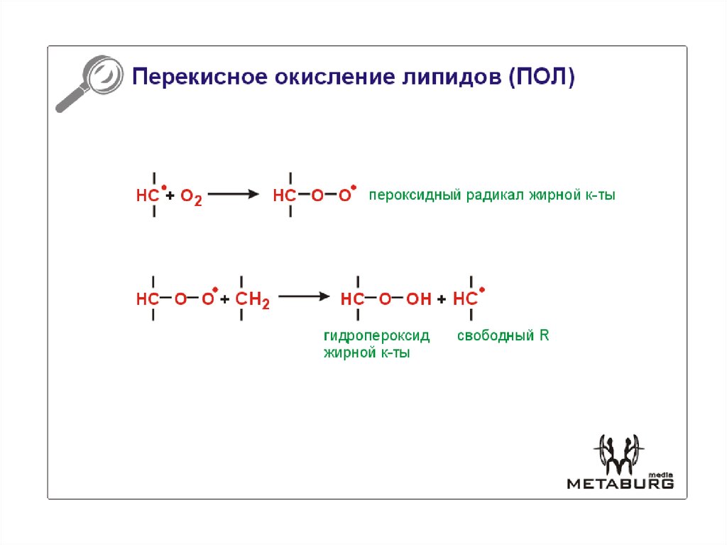 Схема редуктазной цепи окисления в микросомах