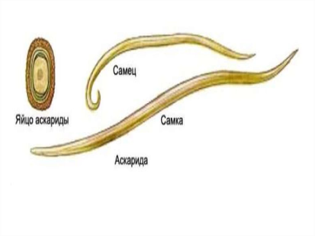 В каких органах личинки аскариды. Аскарида человеческая строение яйца. Размер яйца аскариды человеческой. Размер личинки аскариды человеческой.