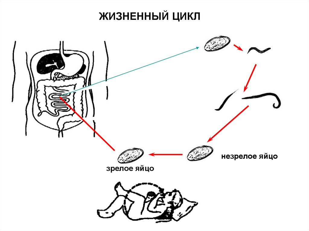 Жизненный цикл круглых червей