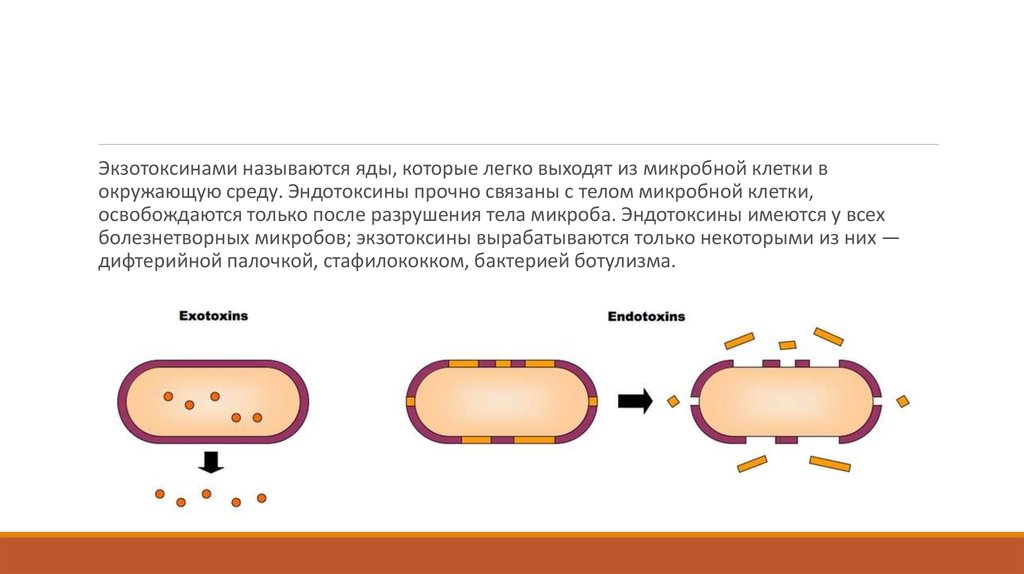 Презентация на тему физиология бактерий