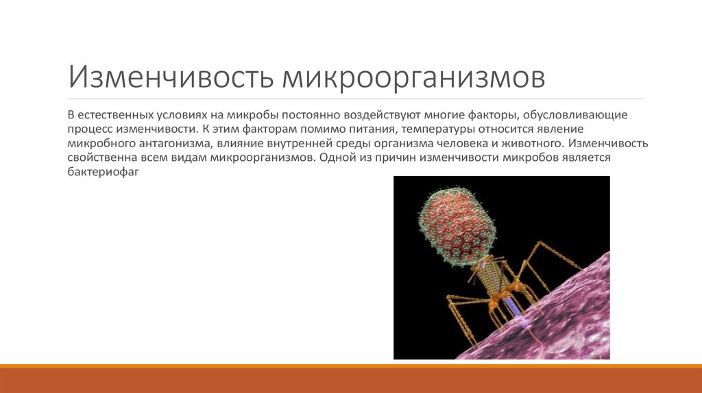 Процесс изменчивости. Изменчивость микроорганизмов. Изменчивость бактерий. Изменчивость микробов. Факторы изменчивости микроорганизмов.