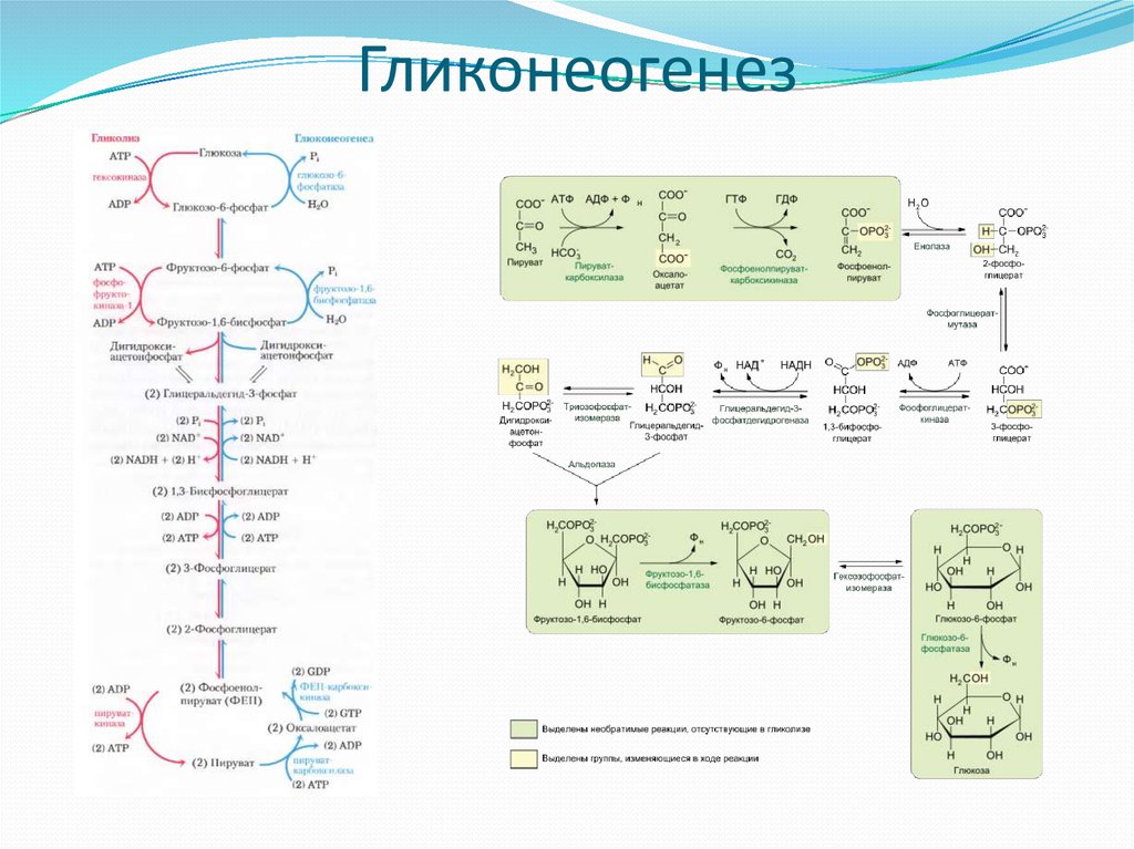 Общая схема глюконеогенеза из аминокислот глицерина и молочной кислоты