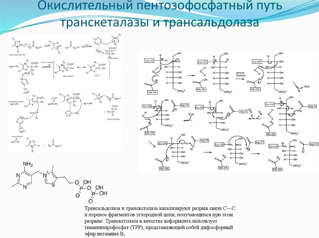 Схема образования глутатиона