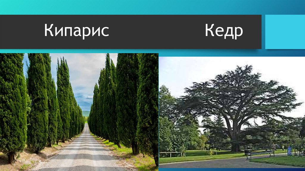 Автомат кипарис фото характеристики