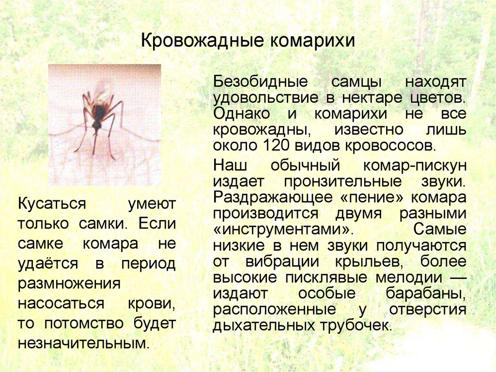 Кровожадные комарихи