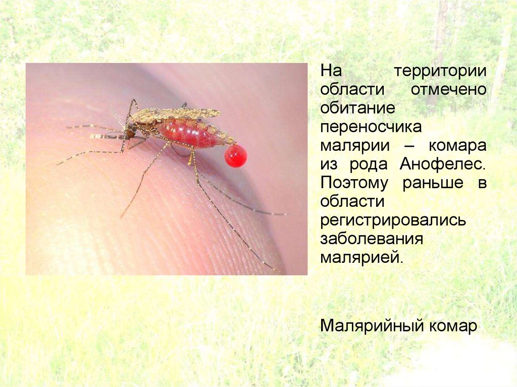 Малярия укусы комаров. Комар переносчик малярии малярийный комар. Малярийный комар место обитания. Среда обитания малярийного комара. Комар рода Anopheles переносчик.