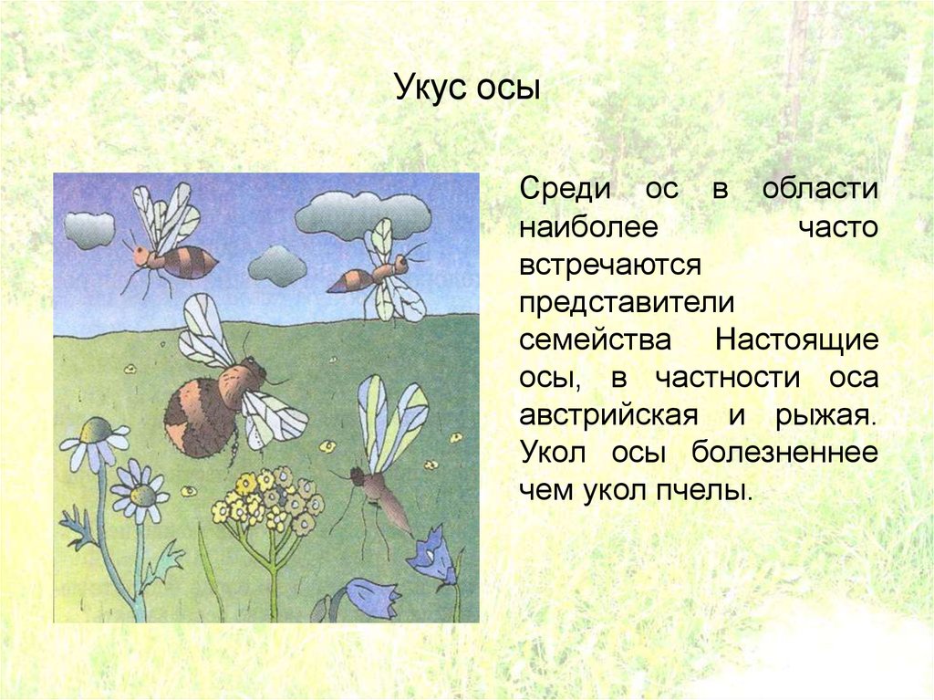 Укус осы