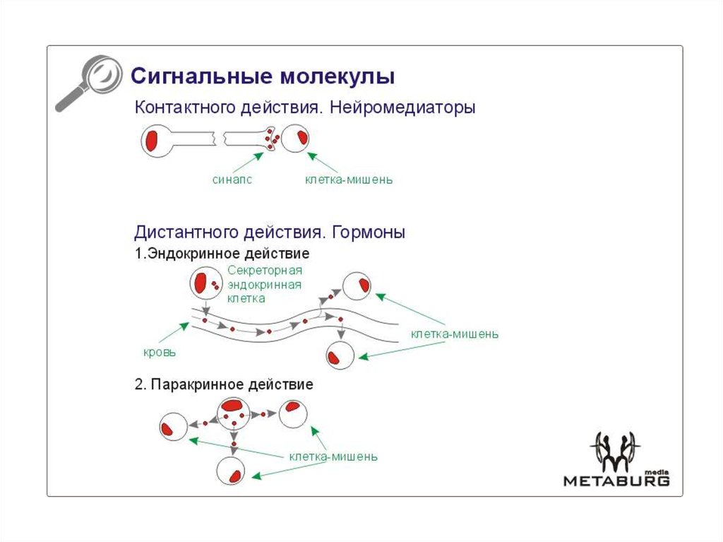 Каким образом молекулы. Механизмы действия сигнальных молекул. Классификация сигнальных молекул биохимия. Смешанный механизм действия сигнальных молекул. Механизмы действия сигнальных молекул биохимия.