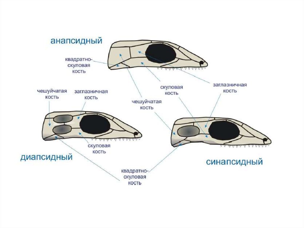Диапсиды. Диапсидный Тип черепа. Тип черепа млекопитающих синапсидный. Типы черепа рептилий. Типы черепов позвоночных анапсидный.