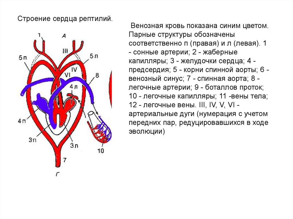 Схема строения сердца ящерицы