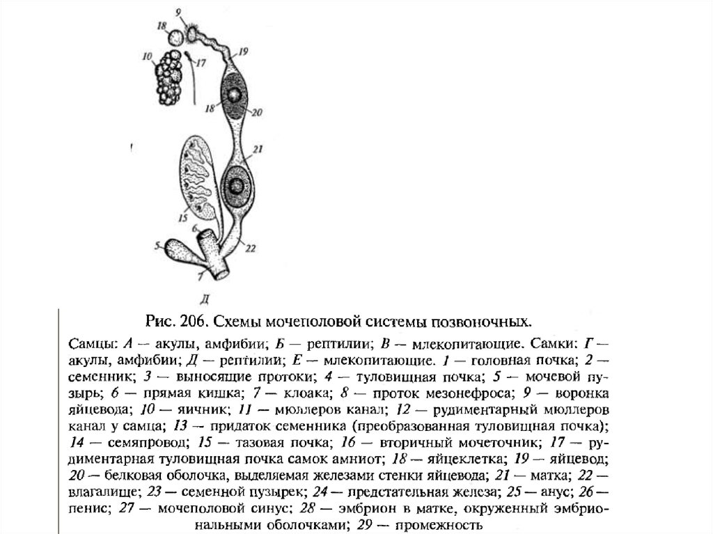 Рассмотрите рисунки 143 и 163 учебника назовите общие черты развития зародыша пресмыкающихся и птиц