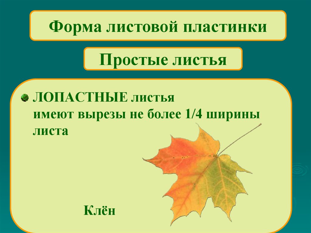 Лист определение. Форма листовой пластинки клена остролистного. Клен канадский форма листовой пластинки. Форма верхушки листовой пластины клена. Строение листовой пластинки клена.