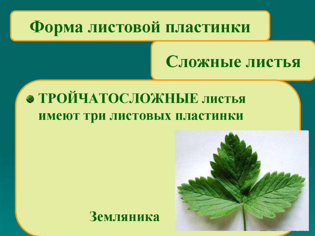 Внешнее строение листа листорасположение. Тройчатосложный строение листа. Мяты перечной листьев форма листовой пластинки. 3. Форма листовой пластинки.. Формы сложных листовых пластинок.