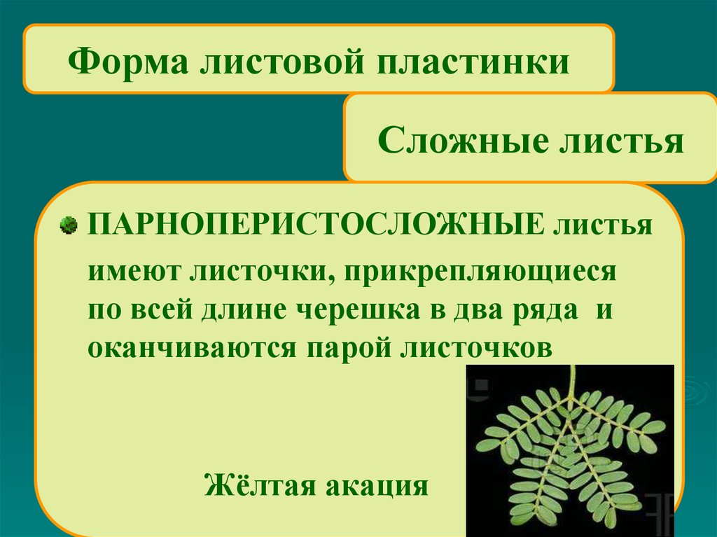 Лист определение. Форма листовой пластинки акации. Форма края листовой пластинки желтая Акация. Форма листовой пластины у акации. Акация форма края листовой пластинки.