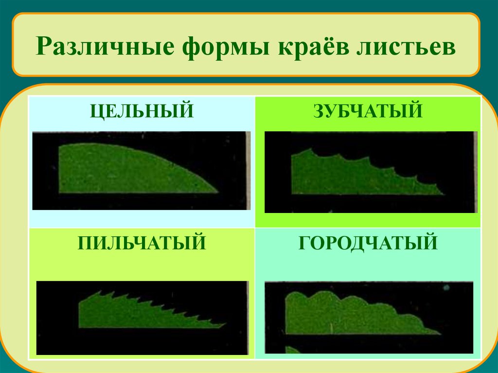 Форма края. Пильчатый край листовой пластинки. Зубчатый и пильчатый край листовой пластины. Формы краев листовых пластинок. Форма края листовой пластинки.