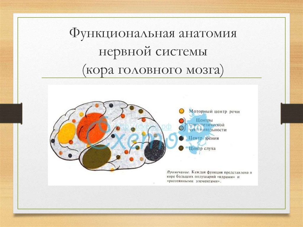 Витамины для коры головного мозга детям. Функциональная анатомия книга.