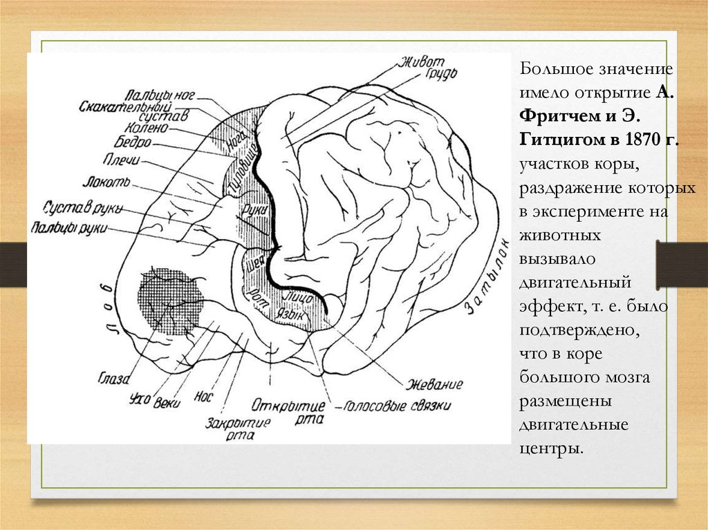 Значения коры мозга. Фритч и Гитциг. Двигательный центр коры название на латинском. Фритч Гитциг 1870 ВНД.