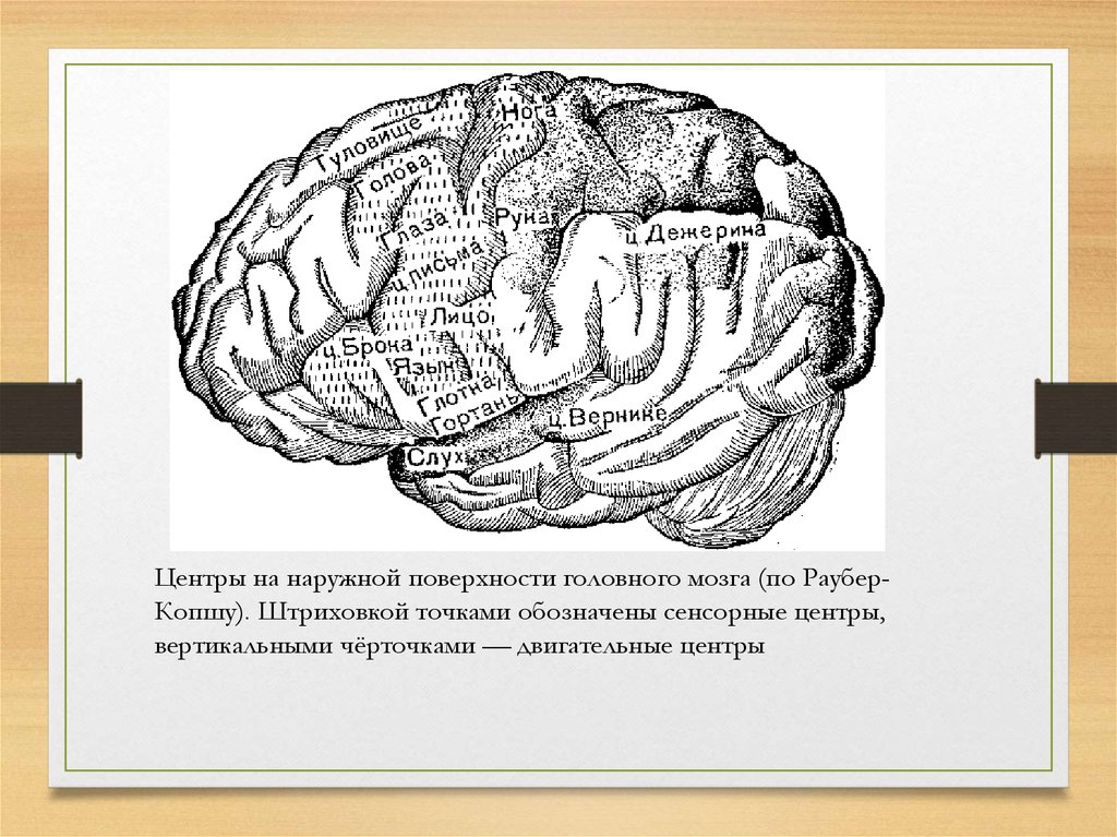 Складчатая поверхность головного мозга. Наружная поверхность головного мозга. Центр Дежерина. Зона Дежерина. Центр Дежерина функции.