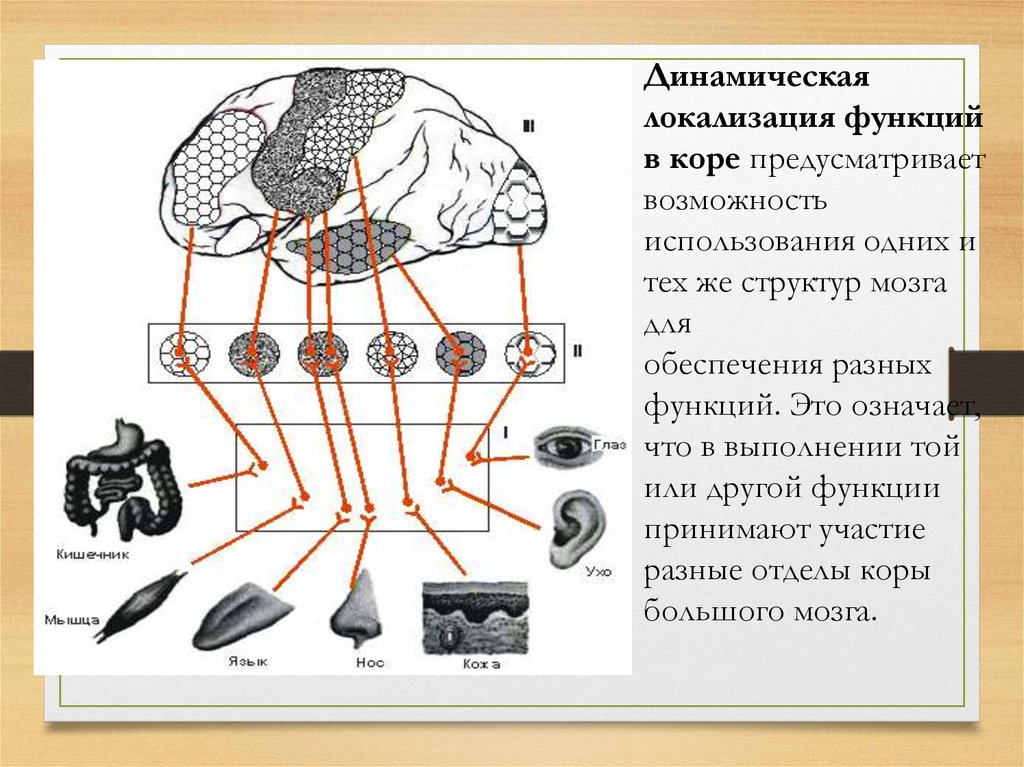 Локализация мозга. Динамическая локализация функций в коре. Учение о динамической локализации функций в коре большого. Динамическая локализация функций в коре мозга. Динамическая локализация функций в коре больших полушарий.