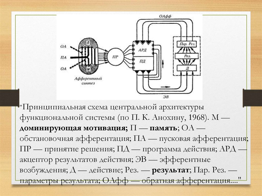 Принципиальная схема центральной архитектуры функциональной системы по п к анохину