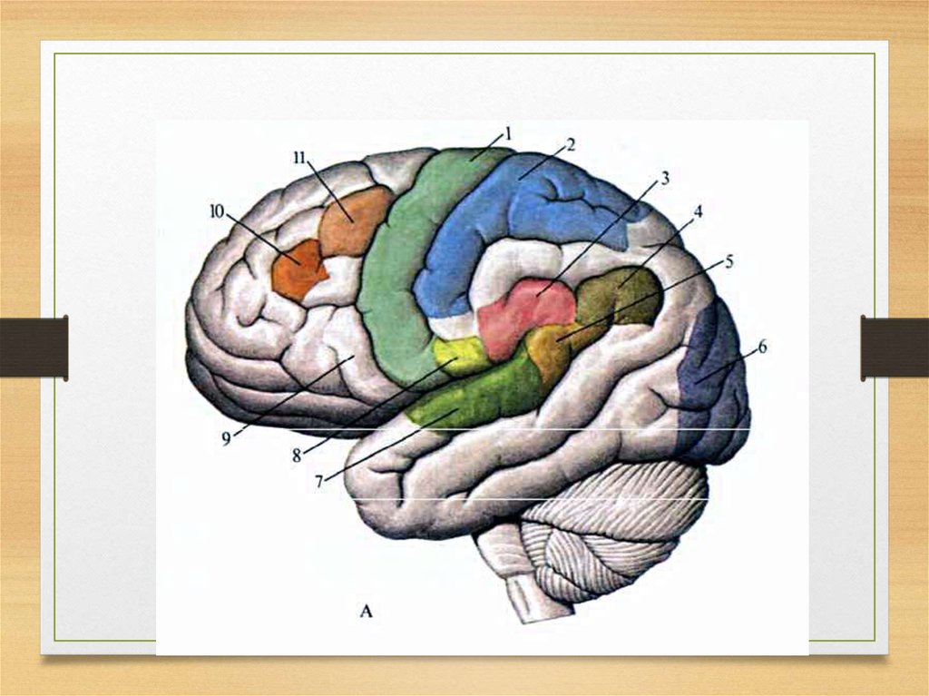 Функциональные зоны мозга