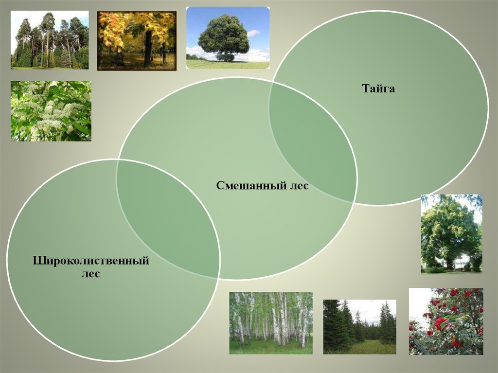 Экология тайги. Лесная зона экология. Экологические проблемы зоны широколиственных лесов. Проблемы зоны лесов. Экологические проблемы смешанных и широколиственных лесов.