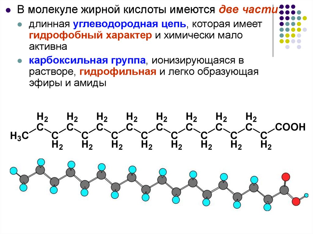 Молекула жирной кислоты. Жирные кислоты гидрофильные. Гидрофобные жирные кислоты. Гидрофобная часть молекулы.