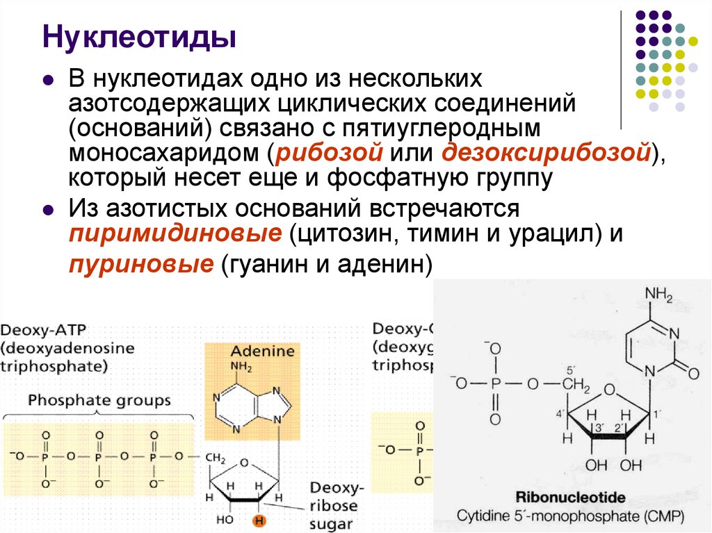 Из скольких нуклеотидов состоит аминокислота. Структура нуклеотида микробиология. Нуклеотиды строение и номенклатура. Основные биологические функции нуклеотидов. Типы нуклеотидов кратко.