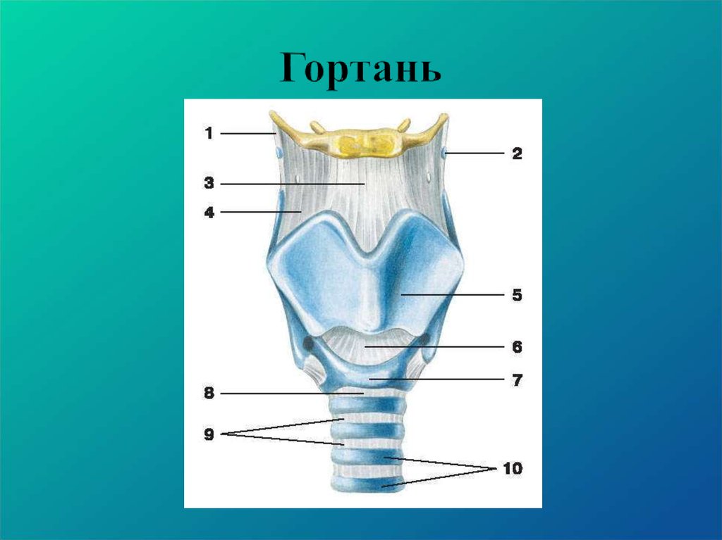 Строение горла рисунок