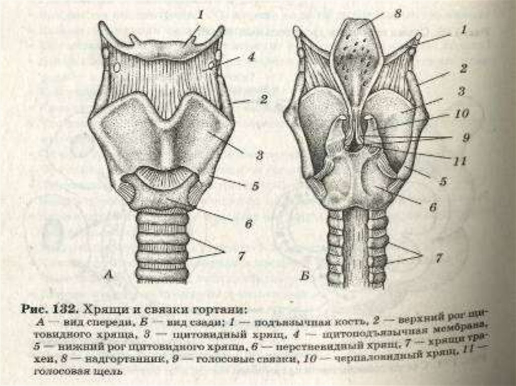 На рисунке изображено строение гортани выберите две. Строение гортани вид спереди. Хрящи гортани анатомия. Строение гортани человека анатомия.