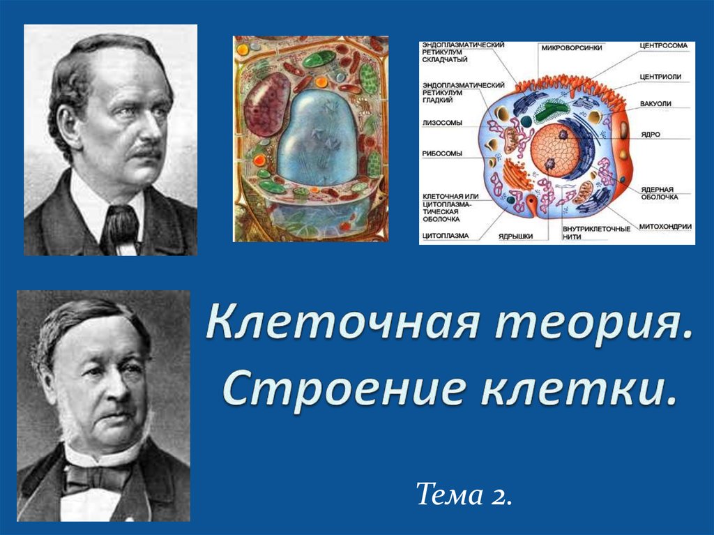 Современное состояние клеточной теории строения организмов. 1 Клеточная теория. 2. Клеточная теория. Учение о клетке. Теория клеточного строения.