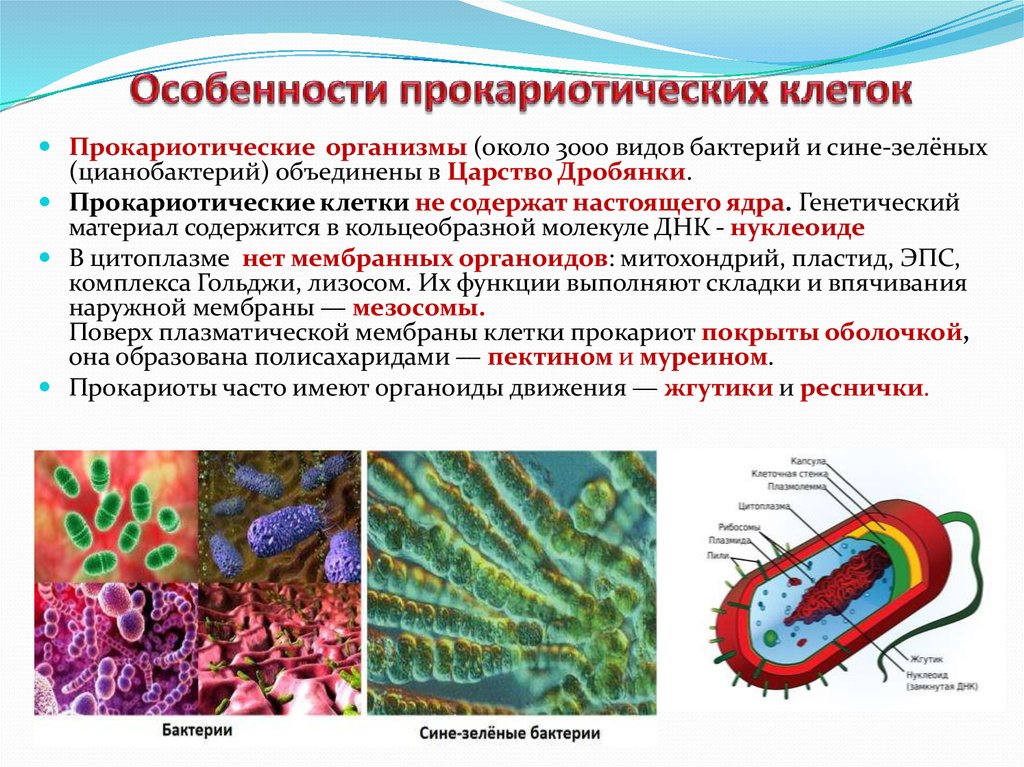 Особенности прокариотических клеток