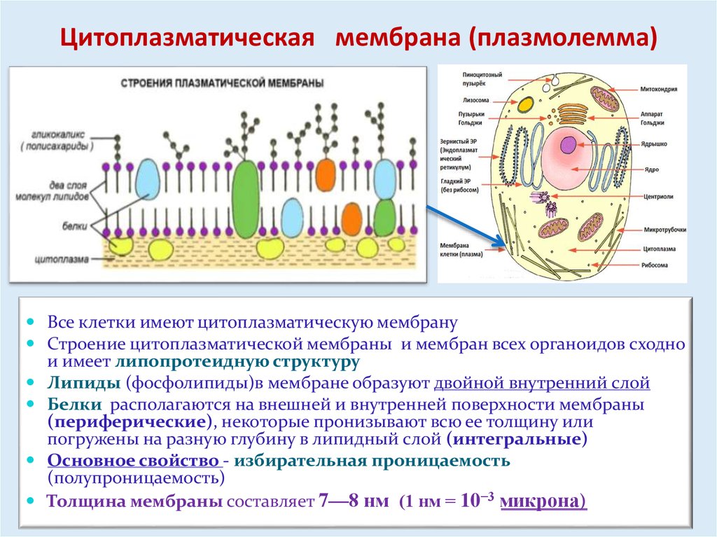 Общая организация клетки. Оболочки цитолеммы мембрана. Строение цитоплазматической мембраны эукариотической клетки. Цитоплазматическая мембрана строение и функции. Плазмолемма строение и функции.