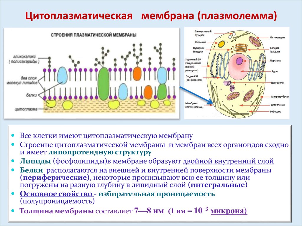 В каких клеточных структурах. Цитоплазматическая мембрана (клеточная мембрана, плазмалемма):. Строение и функции плазматической мембраны цитоплазмы. Строение и функции цитолеммы. Цитоплазматическая мембрана строение и функции.