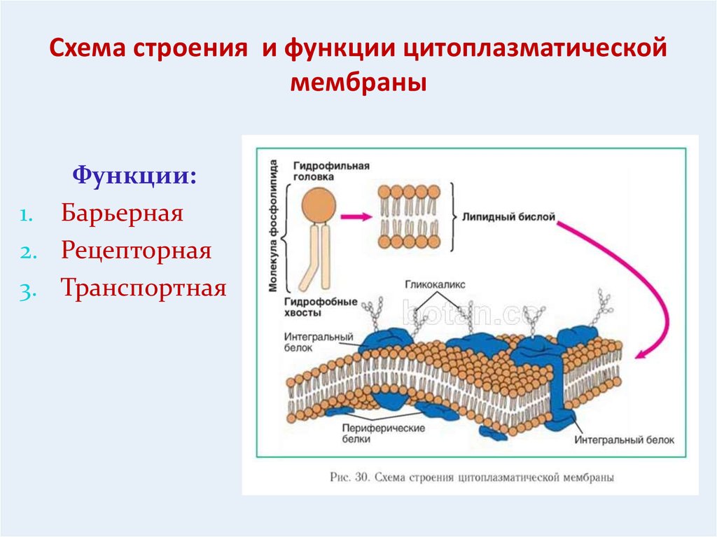 Схема строения и функции цитоплазматической мембраны