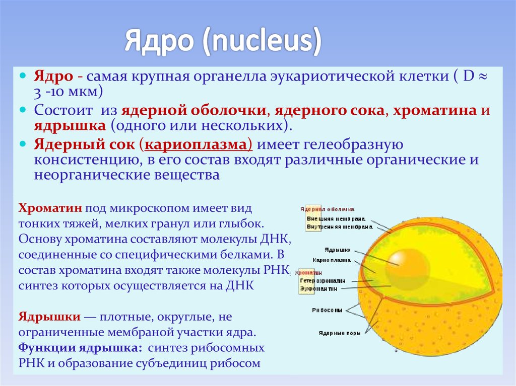 Назовите структуры ядра