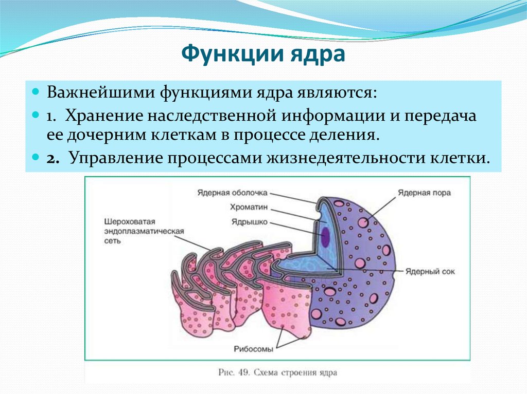 Функции ядра